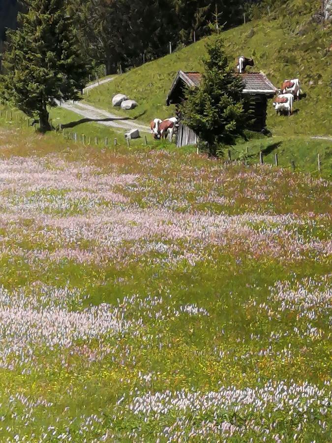 Haus Jessica Incl National Park Sommercard Mittersill Eksteriør bilde